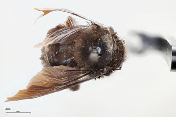 Media type: image;   Entomology 804575 Aspect: habitus dorsal view